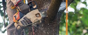 Professional Tree Care Services in Rio, VA