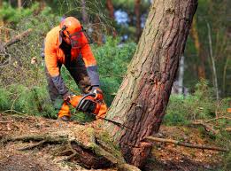 Best Tree Trimming and Pruning  in Rio, VA