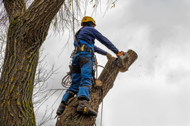 Best Tree Removal  in Rio, VA