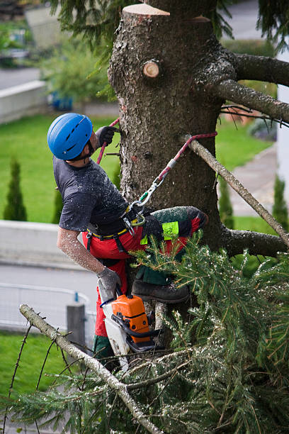 Best Emergency Tree Removal  in Rio, VA