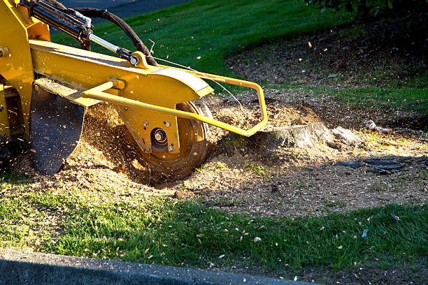 How Our Tree Care Process Works  in  Rio, VA