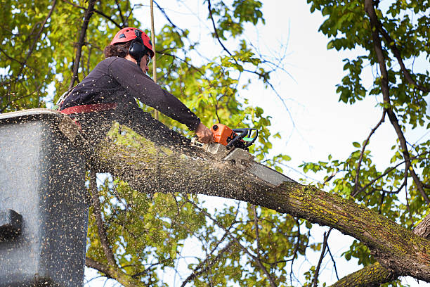 Best Lawn Watering Services  in Rio, VA